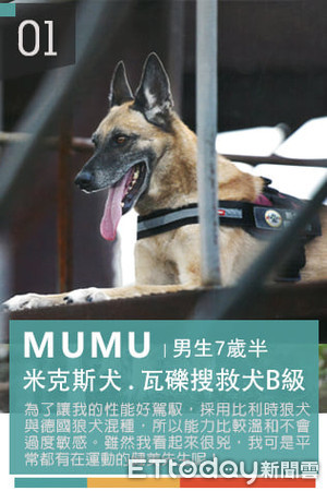 ▲▼新北市搜救犬兄妹檔退役開放認養。（圖／翻攝自新北消防發爾麵）