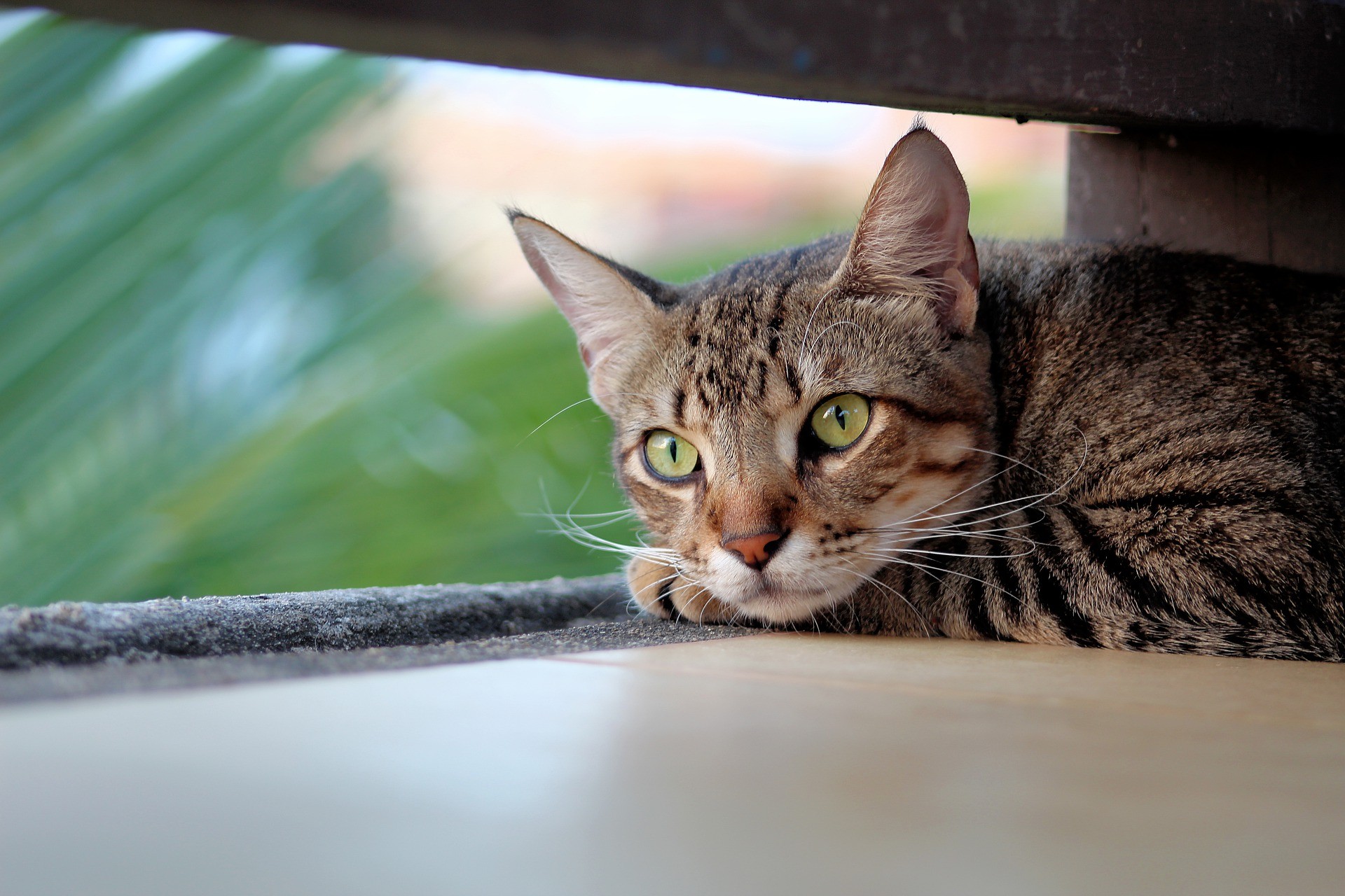 ▲貓咪。（圖／免費圖庫Pixabay）