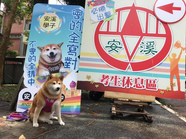 浪浪晉升校園犬，嘴邊肉療癒師生。（圖／新北市動保處提供）