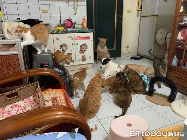 ▲10貓集體開趴，坐在門口的妹妹卻一臉嚴肅。（圖／飼主Meng Yun Tsang授權提供，下同）