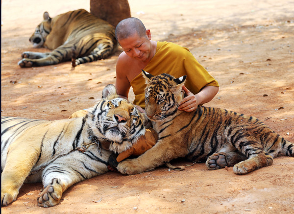 ▲▼泰國北碧府（Kanchanaburi）帕朗塔布寺（Wat Pa Luang Ta Bua），又稱老虎寺。（圖／達志影像／美聯社）