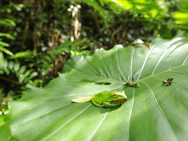 穿山甲園區逛街，動保員急查館區。（圖／台北市立動物園提供）