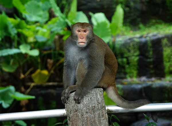 穿山甲園區逛街，動保員急查館區。（圖／台北市立動物園提供）