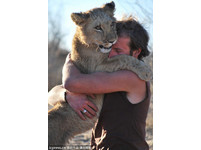 從幼獅到大獅，母獅Sirga與保育員建立深厚的友誼。（圖／東方IC）