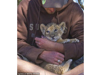從幼獅到大獅，母獅Sirga與保育員建立深厚的友誼。（圖／東方IC）