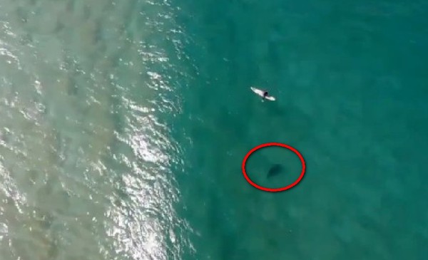 無人機突然警告「有鯊魚」！　衝浪男回頭驚見3.9公尺黑影驚險逃命。（圖／翻攝自Twitter／Christopher Joye）
