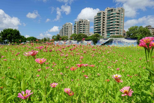 ▲美堤河濱公園向日葵花海。（圖／臺北市政府工務局水利工程處提供）