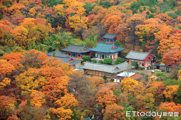 ▲▼韓國賞楓景點，釜山梵魚寺。（圖／韓國觀光公社提供）