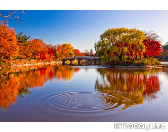 ▲▼韓國賞楓景點，大邱頭流公園聖堂池。（圖／大邱駐台觀光推廣辦事處供）