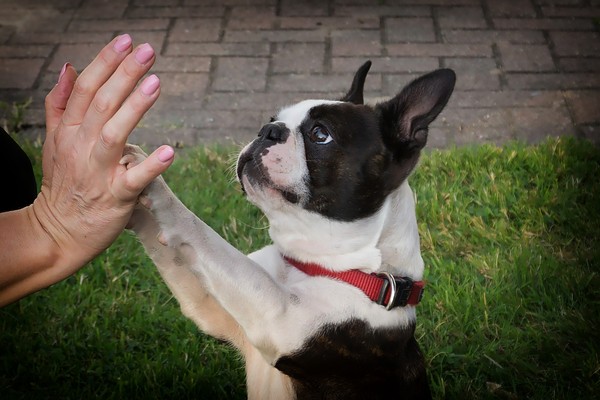 ▲狗狗,訓練,握手。（圖／免費圖庫Pixabay）
