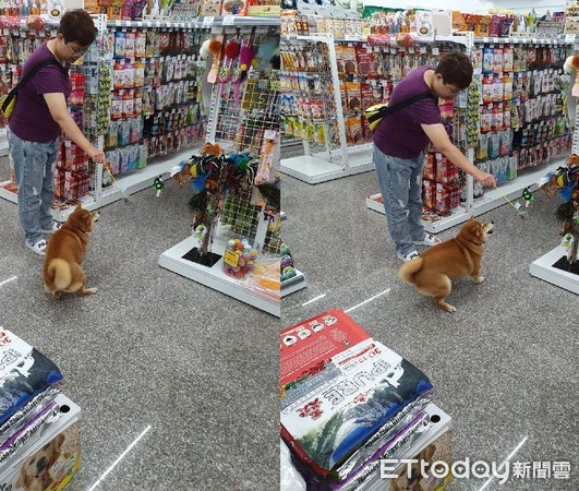 ▲柴犬花花。（圖／東森寵物雲授權提供，下同）