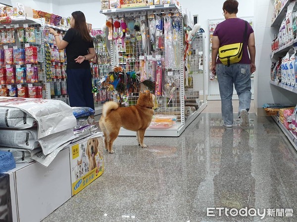 ▲柴犬花花。（圖／東森寵物雲授權提供，下同）