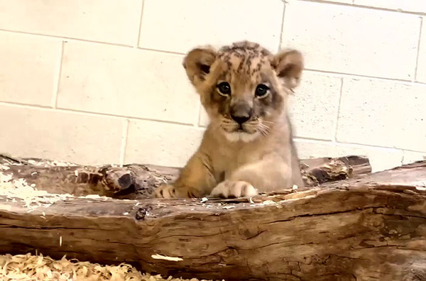 （圖／翻攝自Facebook／Denver Zoo）