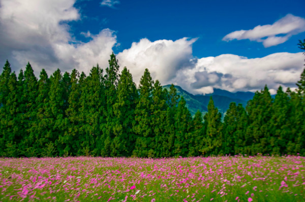 ▲福壽山農場波斯菊海。（圖／取自《福壽山農場》）