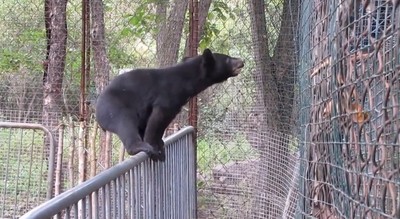 超萌「全力熊」不在欄杆上平衡死不休