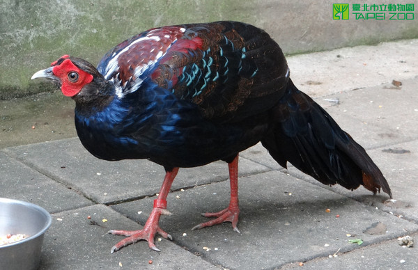 藍腹鷴。（圖／台北市立動物園）