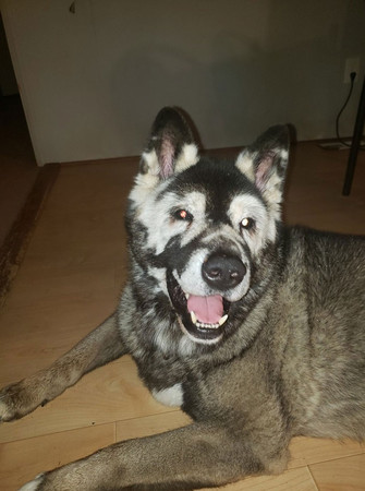 （圖／翻攝自Facebook／Jax the Happy Akita）