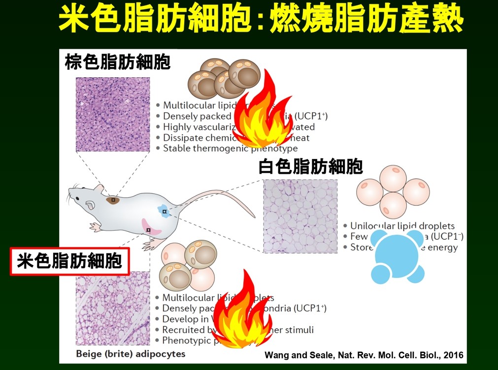 ▲▼             。（圖／中研院提供）