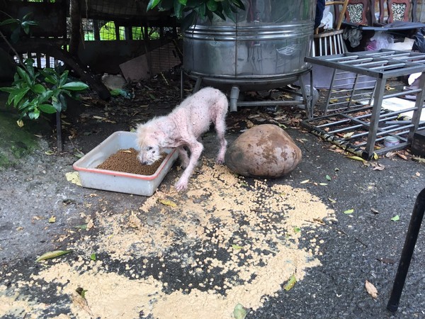 流浪犬舍主人驟逝，44隻毛孩沒家。（圖／新北市動保處提供）