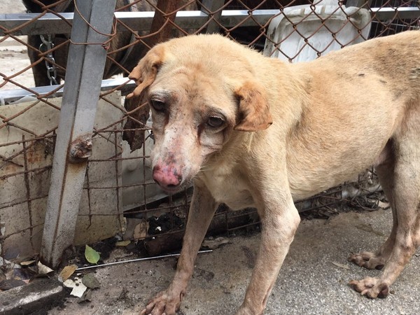 流浪犬舍主人驟逝，44隻毛孩沒家。（圖／新北市動保處提供）