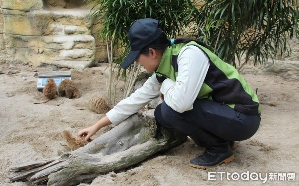 ▲動物園的水獺。（圖／臺北動物園提供）