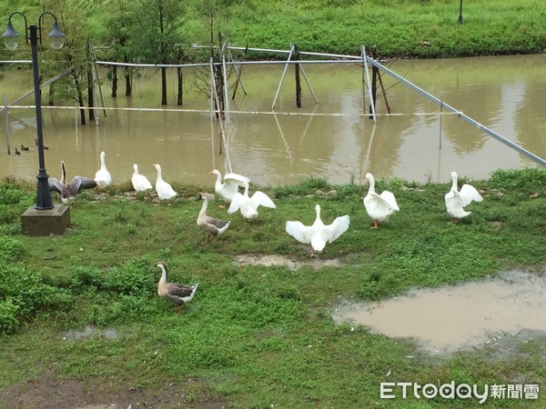 ▲台中公園變成快樂牧場。（圖／記者陳玉翻攝）