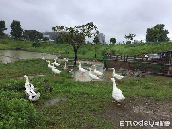 ▲台中公園變成快樂牧場。（圖／記者陳玉翻攝）