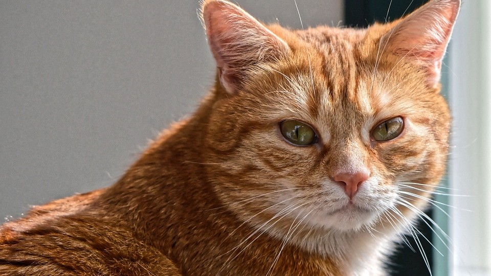 ▲▼貓,橘貓,貓咪。（圖／取自免費圖庫Pixabay）