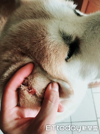 ▲▼鍾女愛犬曾獲日本秋田犬協會來台舉辦的秋田犬比賽優勝獎，遭攻擊後造成左耳撕裂傷、有些許內傷。