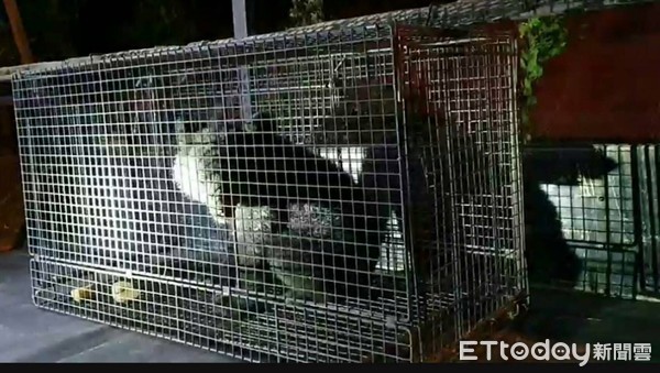 ▲台東利稻村民以誘捕籠捕獲到的台灣黑熊。（圖／台東林管處提供，下同）
