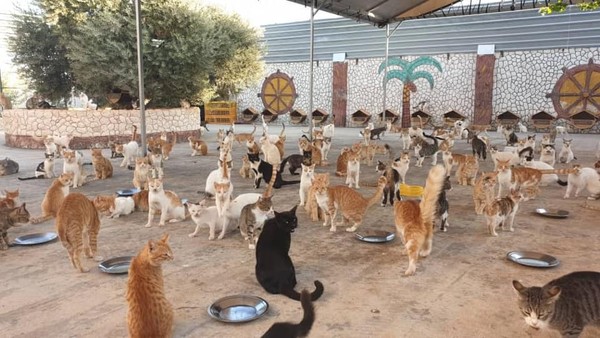 （圖／翻攝自Facebook／Ernesto`s Sanctuary for Cats in Syria）