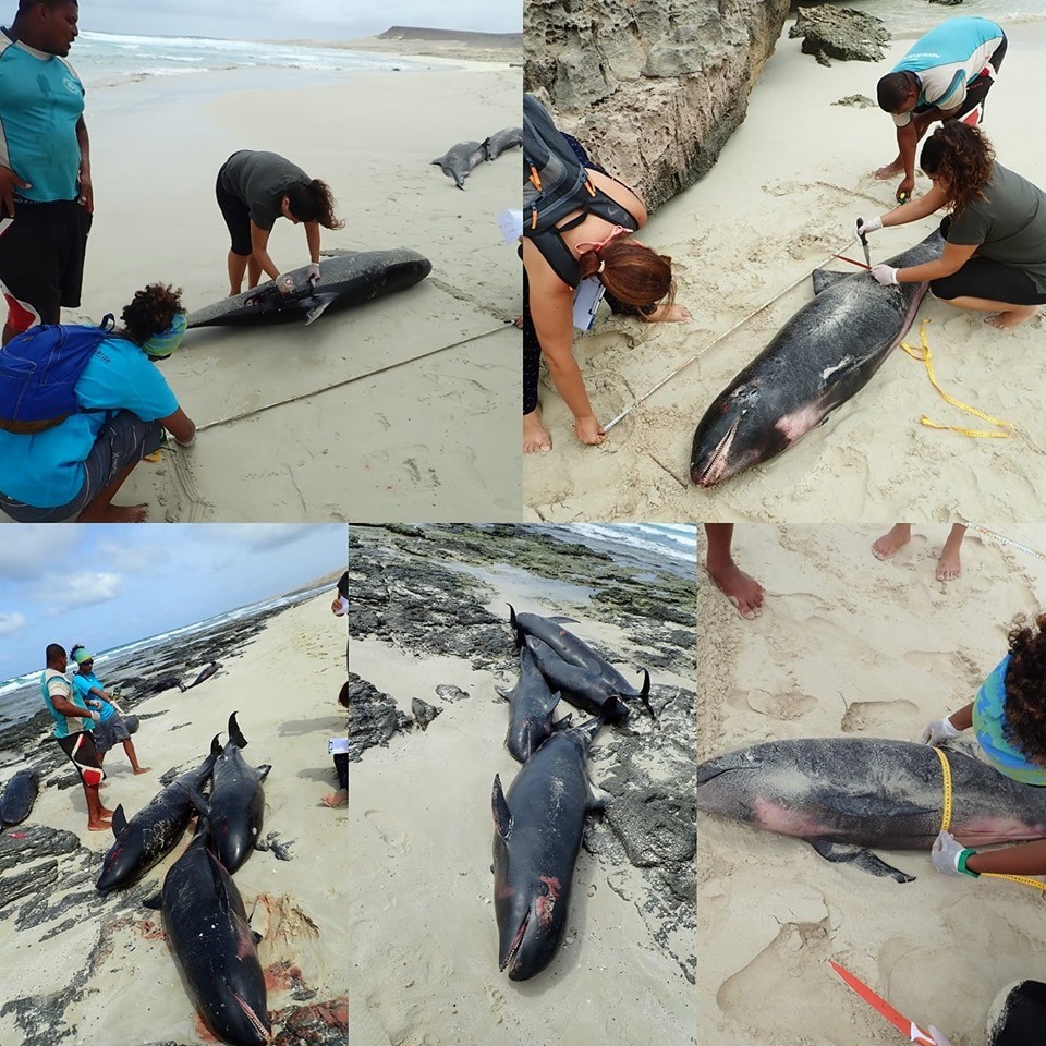 ▲▼163隻瓜頭鯨集體擱淺西非外島　「狂往岸上游」倖存27隻。（圖／翻攝自環保組織臉書「Bios.cv」）