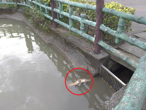 古廟魚群離奇亡，獸醫看完說話了。（圖／新北市動保處提供）