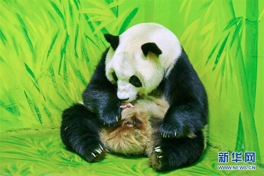 ▲大熊貓「國慶」出生。（圖／翻攝自《新華社》）