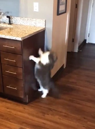 短腿貓暖身8秒展現驚人跳躍力！（圖／翻攝自推特@savannah_moon_）