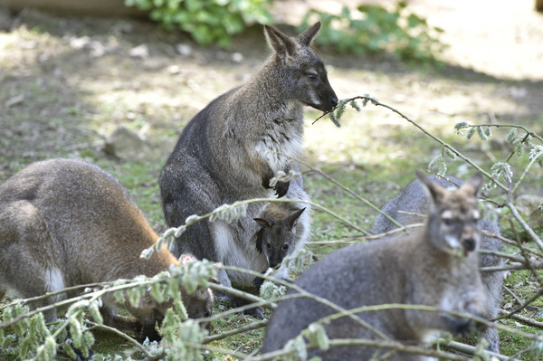 ▲澳洲將開放捕殺袋鼠製成加工食品。（圖／達志影像／美聯社）