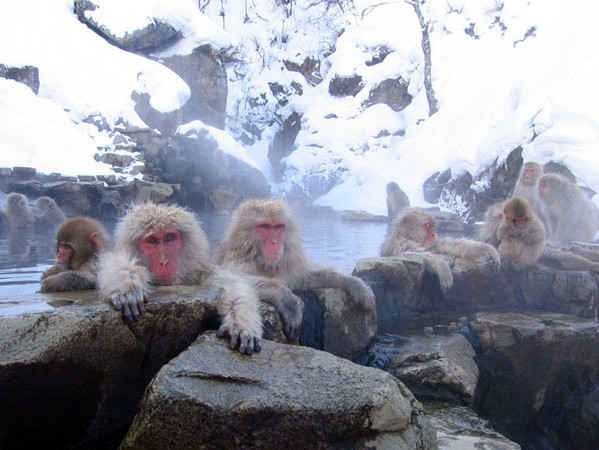 ▲最享受的日式冬季玩法！住滑雪度假村、看可愛獼猴泡湯▼             。（圖／七逗旅遊網提供）