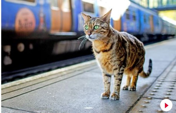 ▲孟加拉貓保羅，獲聘擔任貓站長。(圖／翻攝自 Liverpool South Parkway station臉書)