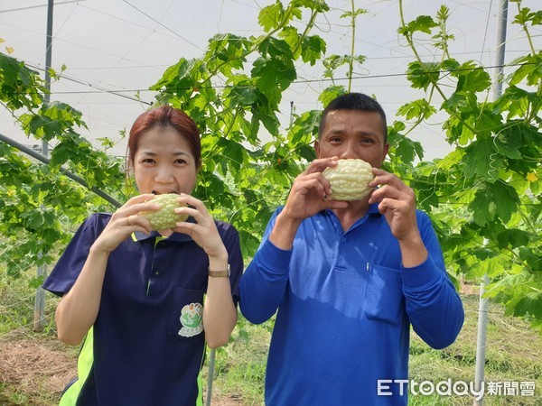 ▲屏東縣南州鄉青農蔡宛芹協助先生蔡棕亦種苦瓜，贏得口碑             。（圖／記者陳崑福翻攝）