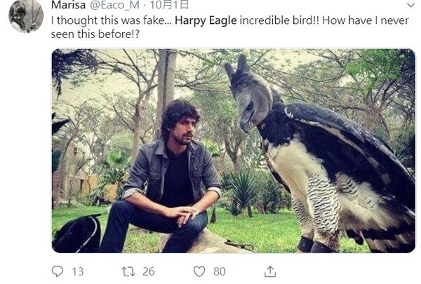 ▲▼ 角雕, Harpy Eagle,學名Harpia harpyja。（圖／翻攝自推特）