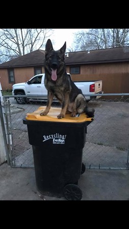 小警犬緝毒。（圖／翻攝自West Michigan K9）