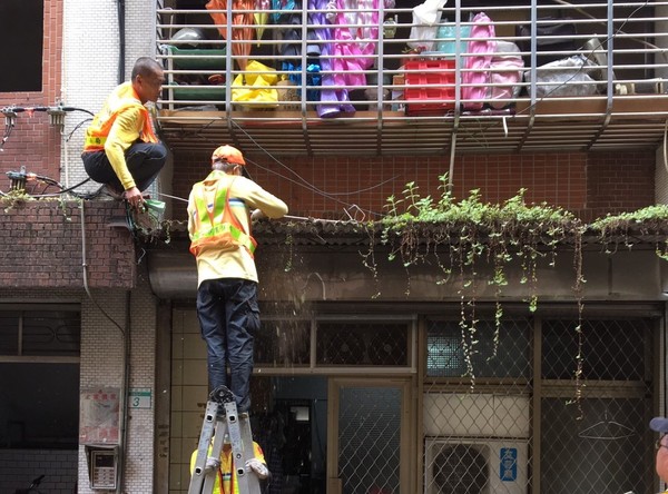 ▲▼環保局人員清理屋頂天溝雜草。（圖／北市衛生局提供）