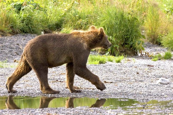 ▲加拿大灰熊缺乏食物瘦成皮包骨。（圖／取自免費圖庫pixabay）