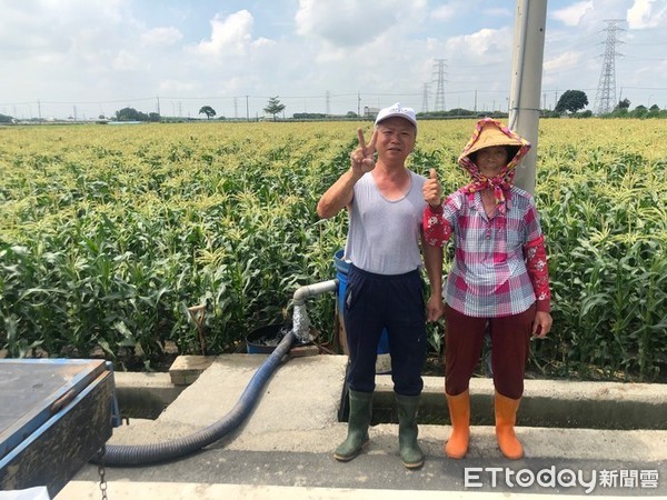 ▲茂樹畜牧場沼液沼渣施灌狼尾草。（圖／記者蔡佩旻翻攝）