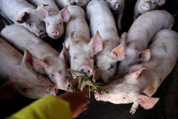 印尼境內爆發非洲豬瘟。（示意圖／路透） 