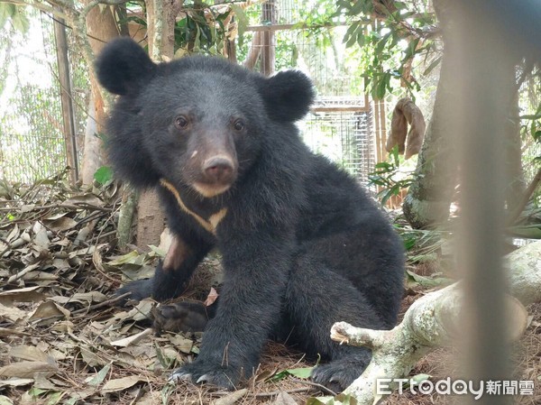 ▲利稻黑熊經詳細健檢大致健康，體重17.3公斤，是一隻小公熊，年齡約在半歲至一歲間。（圖／台東林管處提供，下同）