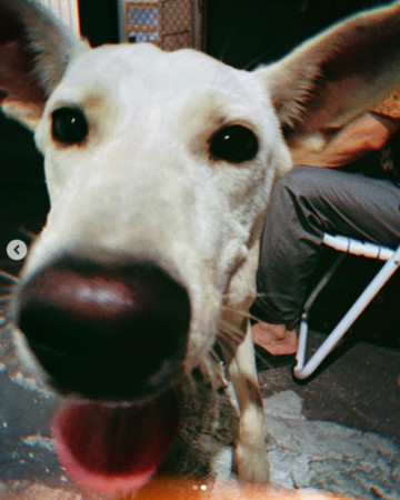 ▲▼白癡公主。（圖／翻攝自Instagram／87acup）