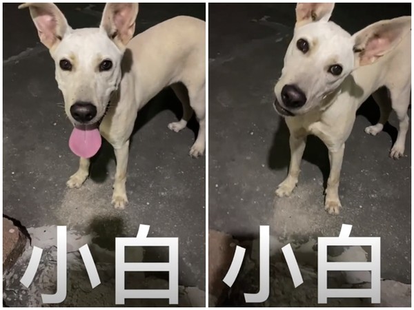 ▲▼白癡公主。（圖／翻攝自Instagram／87acup）