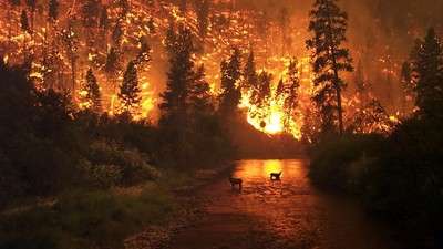 森林大火不一定是壞事？自然發生燒完能重新「森林輪迴」　擴張原生林面積