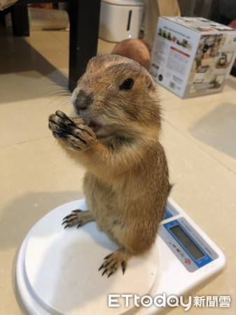 ▲土撥鼠跟幼貓「搶ㄋㄟㄋㄟ喝 」！　下秒遭小虎斑怒瞪。（圖／粉專「Ni ji Ben Zoo」提供）